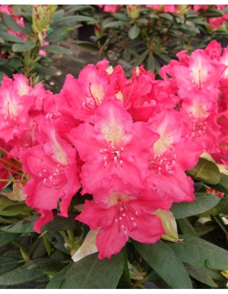 'Jan III Sobieski' ROYAL AMARANTH - różanecznik wielkokwiatowy
Rhododendron hybridum 'Jan III Sobieski' ROYAL AMARANTH 'Jan III Sobieski' ROYAL AMARANTH - różanecznik wielkokwiatowy
Rhododendron hybridum 'Jan III Sobieski' ROYAL AMARANTH