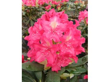 'Jan III Sobieski' ROYAL AMARANTH - różanecznik wielkokwiatowy
Rhododendron hybridum 'Jan III Sobieski' ROYAL AMARANTH