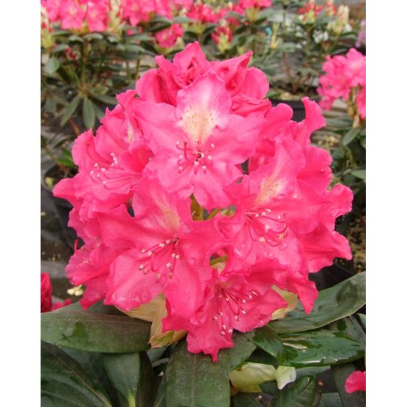 'Jan III Sobieski' ROYAL AMARANTH - różanecznik wielkokwiatowy
Rhododendron hybridum 'Jan III Sobieski' ROYAL AMARANTH