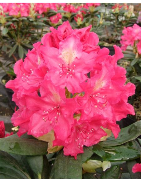 'Jan III Sobieski' ROYAL AMARANTH - różanecznik wielkokwiatowy
Rhododendron hybridum 'Jan III Sobieski' ROYAL AMARANTH 'Jan III Sobieski' ROYAL AMARANTH - różanecznik wielkokwiatowy
Rhododendron hybridum 'Jan III Sobieski' ROYAL AMARANTH