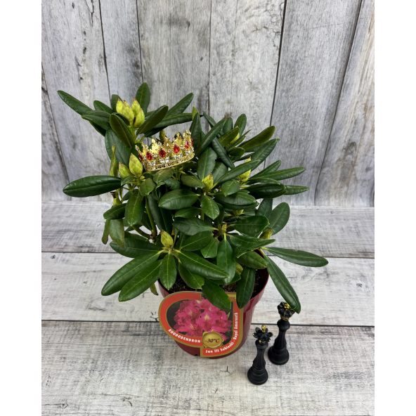 'Jan III Sobieski' ROYAL AMARANTH - różanecznik wielkokwiatowy
Rhododendron hybridum 'Jan III Sobieski' ROYAL AMARANTH