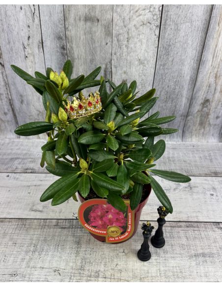 'Jan III Sobieski' ROYAL AMARANTH - różanecznik wielkokwiatowy
Rhododendron hybridum 'Jan III Sobieski' ROYAL AMARANTH 'Jan III Sobieski' ROYAL AMARANTH - różanecznik wielkokwiatowy
Rhododendron hybridum 'Jan III Sobieski' ROYAL AMARANTH