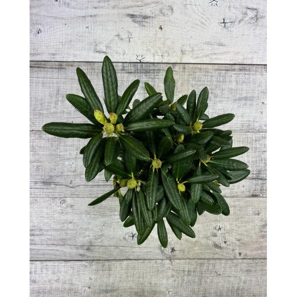 'Jan III Sobieski' ROYAL AMARANTH - różanecznik wielkokwiatowy
Rhododendron hybridum 'Jan III Sobieski' ROYAL AMARANTH