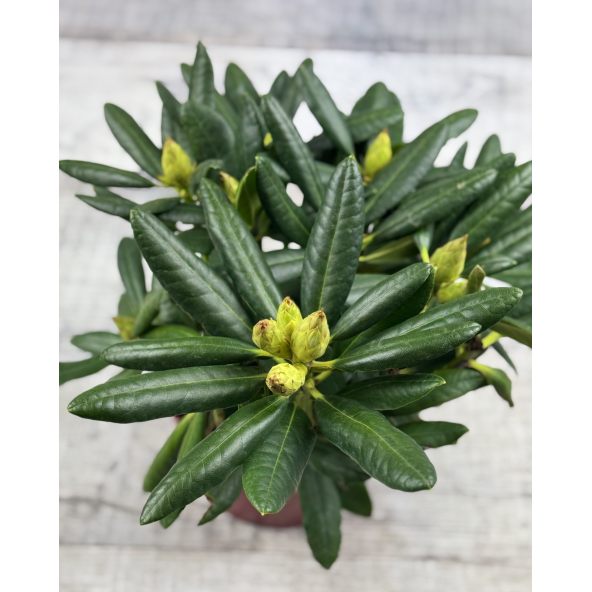 'Jan III Sobieski' ROYAL AMARANTH - różanecznik wielkokwiatowy
Rhododendron hybridum 'Jan III Sobieski' ROYAL AMARANTH