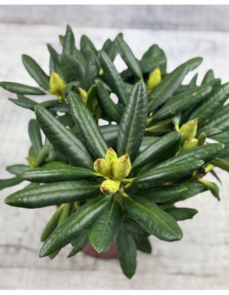 'Jan III Sobieski' ROYAL AMARANTH - różanecznik wielkokwiatowy
Rhododendron hybridum 'Jan III Sobieski' ROYAL AMARANTH 'Jan III Sobieski' ROYAL AMARANTH - różanecznik wielkokwiatowy
Rhododendron hybridum 'Jan III Sobieski' ROYAL AMARANTH