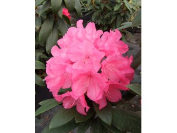 'Królowa Bona' ROYAL CANDY - różanecznik wielkokwiatowy
Rhododendron hybridum 'Królowa Bona' ROYAL CANDY