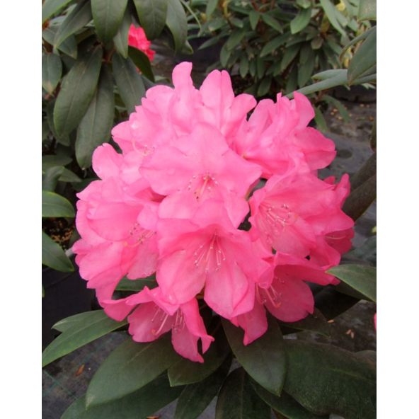 'Królowa Bona' ROYAL CANDY - różanecznik wielkokwiatowy
Rhododendron hybridum 'Królowa Bona' ROYAL CANDY