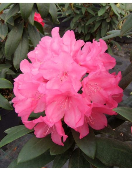 'Królowa Bona' ROYAL CANDY - różanecznik wielkokwiatowy
Rhododendron hybridum 'Królowa Bona' ROYAL CANDY 'Królowa Bona' ROYAL CANDY - różanecznik wielkokwiatowy
Rhododendron hybridum 'Królowa Bona' ROYAL CANDY