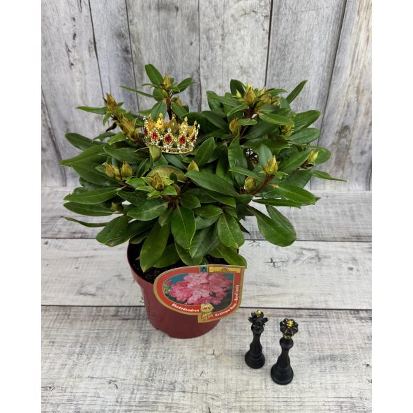 'Królowa Bona' ROYAL CANDY - różanecznik wielkokwiatowy
Rhododendron hybridum 'Królowa Bona' ROYAL CANDY