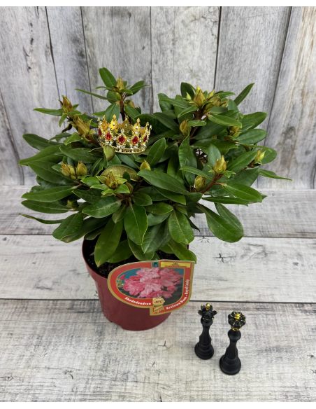 'Królowa Bona' ROYAL CANDY - różanecznik wielkokwiatowy
Rhododendron hybridum 'Królowa Bona' ROYAL CANDY 'Królowa Bona' ROYAL CANDY - różanecznik wielkokwiatowy
Rhododendron hybridum 'Królowa Bona' ROYAL CANDY