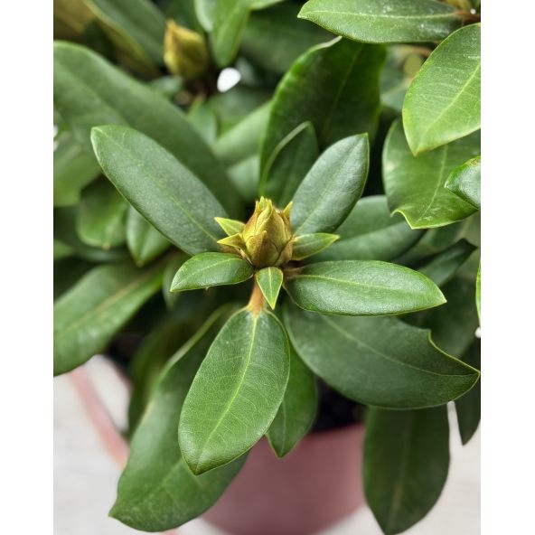 'Królowa Bona' ROYAL CANDY - różanecznik wielkokwiatowy
Rhododendron hybridum 'Królowa Bona' ROYAL CANDY