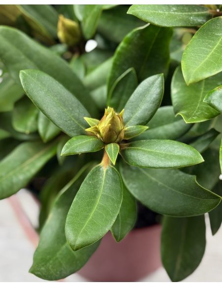 'Królowa Bona' ROYAL CANDY - różanecznik wielkokwiatowy
Rhododendron hybridum 'Królowa Bona' ROYAL CANDY 'Królowa Bona' ROYAL CANDY - różanecznik wielkokwiatowy
Rhododendron hybridum 'Królowa Bona' ROYAL CANDY