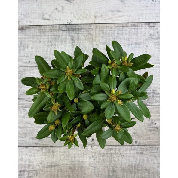 'Królowa Bona' ROYAL CANDY - różanecznik wielkokwiatowy
Rhododendron hybridum 'Królowa Bona' ROYAL CANDY