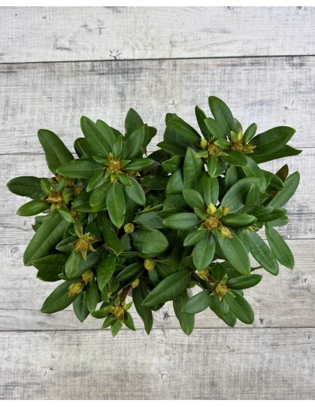 'Królowa Bona' ROYAL CANDY - różanecznik wielkokwiatowy
Rhododendron hybridum 'Królowa Bona' ROYAL CANDY 'Królowa Bona' ROYAL CANDY - różanecznik wielkokwiatowy
Rhododendron hybridum 'Królowa Bona' ROYAL CANDY