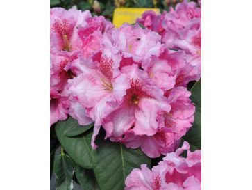 'Claudius' - różanecznik Williamsa
Rhododendron williamsianum 'Claudius'