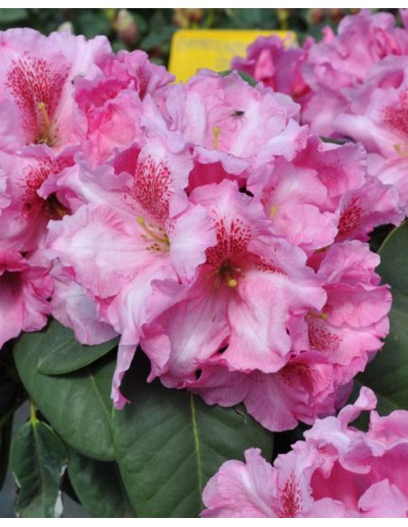'Claudius' - różanecznik Williamsa
Rhododendron williamsianum 'Claudius'