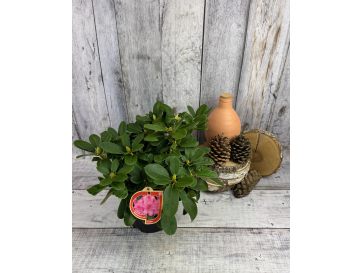 'Claudius' - różanecznik Williamsa
Rhododendron williamsianum 'Claudius' 2