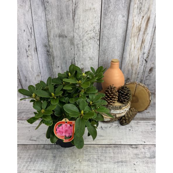 'Claudius' - różanecznik Williamsa
Rhododendron williamsianum 'Claudius'