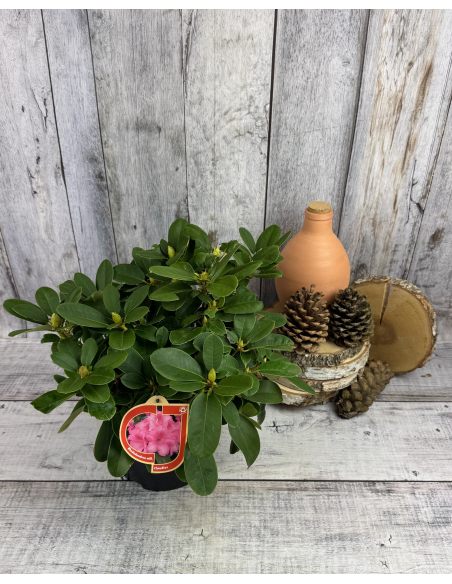 'Claudius' - różanecznik Williamsa
Rhododendron williamsianum 'Claudius'