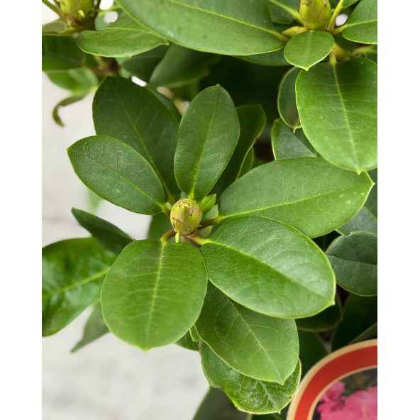 'Claudius' - różanecznik Williamsa
Rhododendron williamsianum 'Claudius'