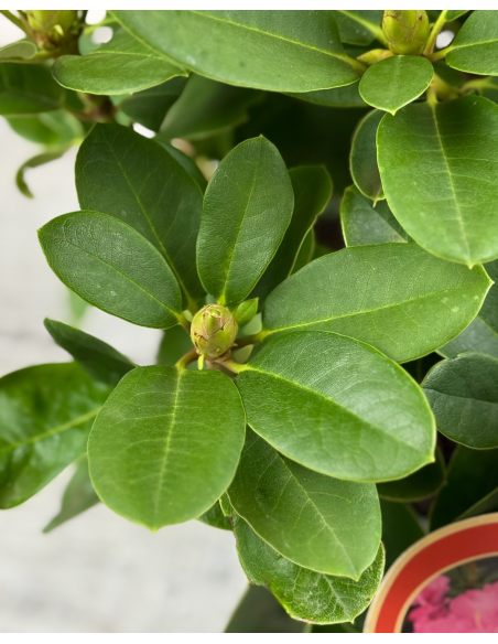 'Claudius' - różanecznik Williamsa
Rhododendron williamsianum 'Claudius'