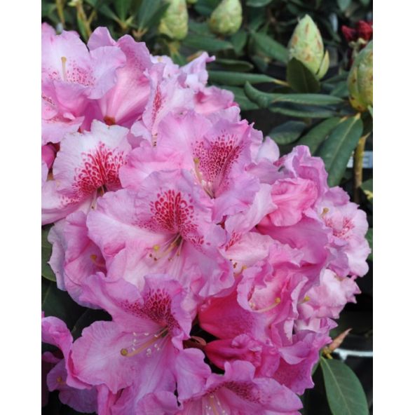 'Claudius' - różanecznik Williamsa
Rhododendron williamsianum 'Claudius'