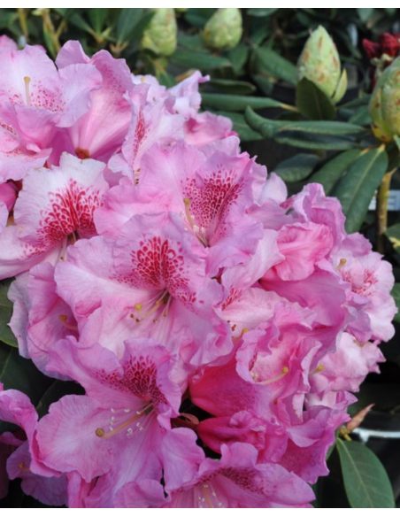 'Claudius' - różanecznik Williamsa
Rhododendron williamsianum 'Claudius'