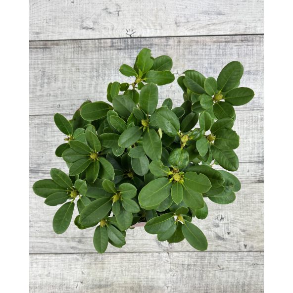 'Claudius' - różanecznik Williamsa
Rhododendron williamsianum 'Claudius'