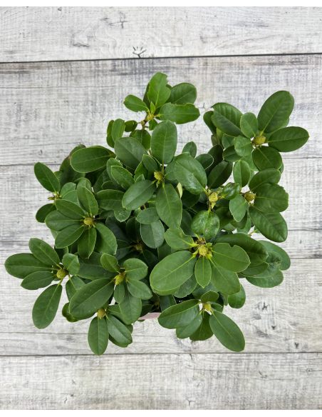 'Claudius' - różanecznik Williamsa
Rhododendron williamsianum 'Claudius'