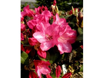 'Gartendirektor Glocker' różanecznik Williamsa
Rhododendron williamsianum 'Gartendirektor Glocker'