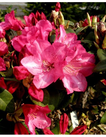 'Gartendirektor Glocker' różanecznik Williamsa
Rhododendron williamsianum 'Gartendirektor Glocker'