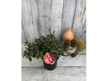 'Gartendirektor Glocker' różanecznik Williamsa
Rhododendron williamsianum 'Gartendirektor Glocker' 2