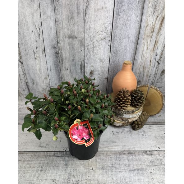 'Gartendirektor Glocker' różanecznik Williamsa
Rhododendron williamsianum 'Gartendirektor Glocker'