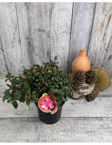 'Gartendirektor Glocker' różanecznik Williamsa
Rhododendron williamsianum 'Gartendirektor Glocker'