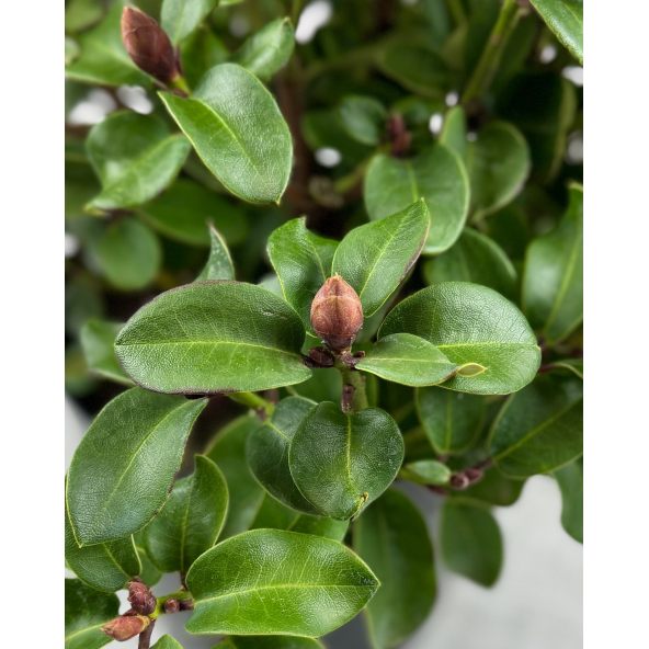 'Gartendirektor Glocker' różanecznik Williamsa
Rhododendron williamsianum 'Gartendirektor Glocker'