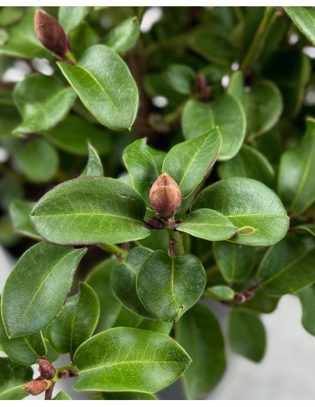 'Gartendirektor Glocker' różanecznik Williamsa
Rhododendron williamsianum 'Gartendirektor Glocker'
