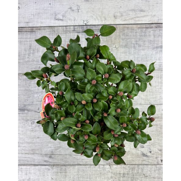 'Gartendirektor Glocker' różanecznik Williamsa
Rhododendron williamsianum 'Gartendirektor Glocker'