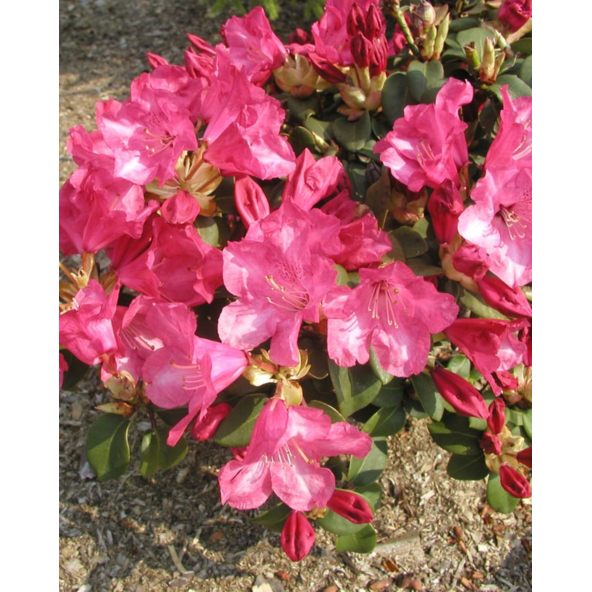 'Gartendirektor Glocker' różanecznik Williamsa
Rhododendron williamsianum 'Gartendirektor Glocker'