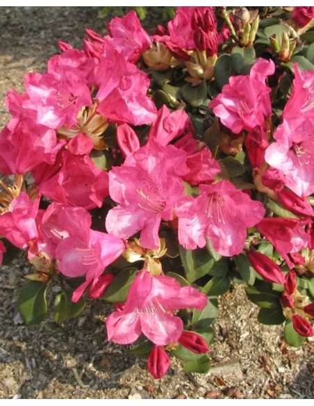 'Gartendirektor Glocker' różanecznik Williamsa
Rhododendron williamsianum 'Gartendirektor Glocker'