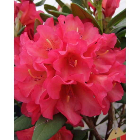 'Abendsonne' - różanecznik wielkokwiatowy
Rhododendron hybridum 'Abendsonne'