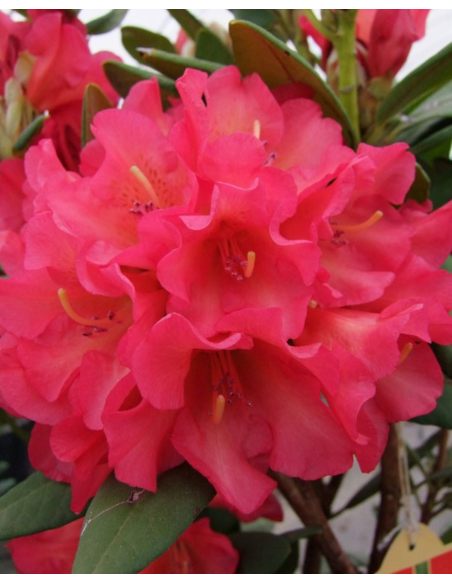 'Abendsonne' - różanecznik wielkokwiatowy
Rhododendron hybridum 'Abendsonne'