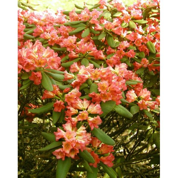 'Abendsonne' - różanecznik wielkokwiatowy
Rhododendron hybridum 'Abendsonne'