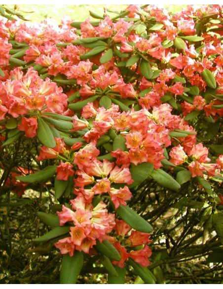 'Abendsonne' - różanecznik wielkokwiatowy
Rhododendron hybridum 'Abendsonne'