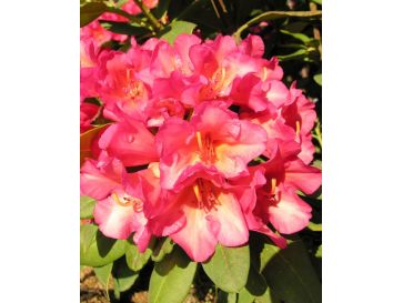 'Abendsonne' - różanecznik wielkokwiatowy
Rhododendron hybridum 'Abendsonne'