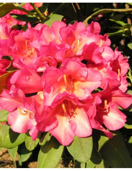 'Abendsonne' - różanecznik wielkokwiatowy
Rhododendron hybridum 'Abendsonne'