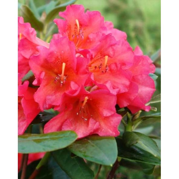 'Abendsonne' - różanecznik wielkokwiatowy
Rhododendron hybridum 'Abendsonne'