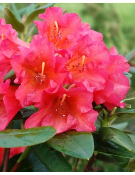 'Abendsonne' - różanecznik wielkokwiatowy
Rhododendron hybridum 'Abendsonne'