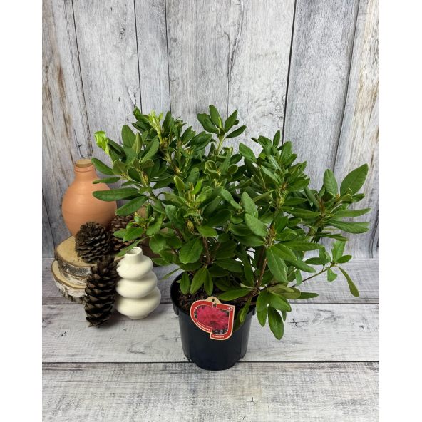 'Abendsonne' - różanecznik wielkokwiatowy
Rhododendron hybridum 'Abendsonne'