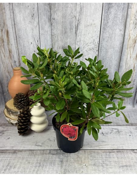 'Abendsonne' - różanecznik wielkokwiatowy
Rhododendron hybridum 'Abendsonne'