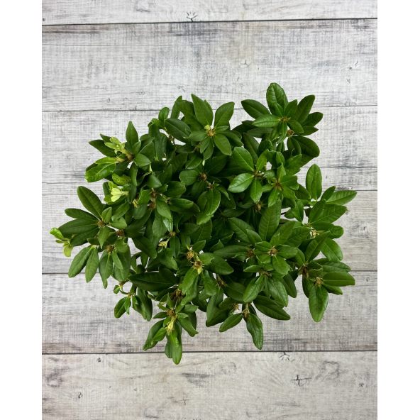 'Abendsonne' - różanecznik wielkokwiatowy
Rhododendron hybridum 'Abendsonne'